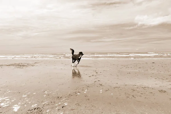 Dancing Horse in Holland — Stock Photo, Image