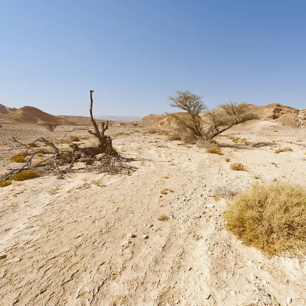 Life in a lifeless desert