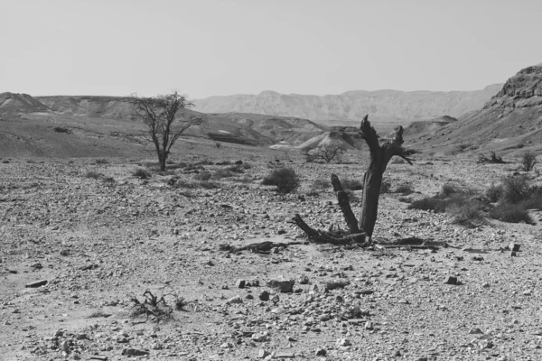 Stone desert in black and white — Stock Photo, Image