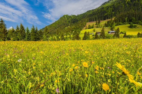 Зеленые холмы Австрии — стоковое фото