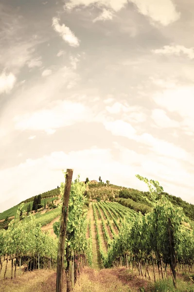 イタリアのブドウ園の風景. — ストック写真