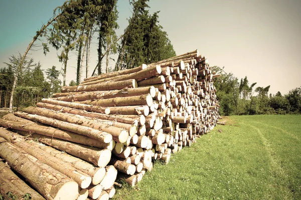 Industrial logging in the forest