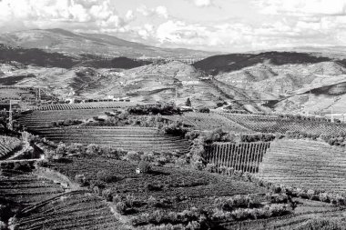 Portekiz tepelerinde geniş üzüm bağları, Vintage Style Toned Picture