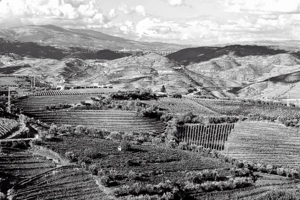 ポルトガルの丘の上に広範なブドウ畑 ヴィンテージスタイルのトーン画像 — ストック写真
