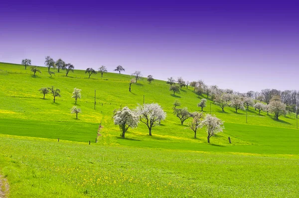 Alberi Fiore Circondati Prati Svizzera — Foto Stock