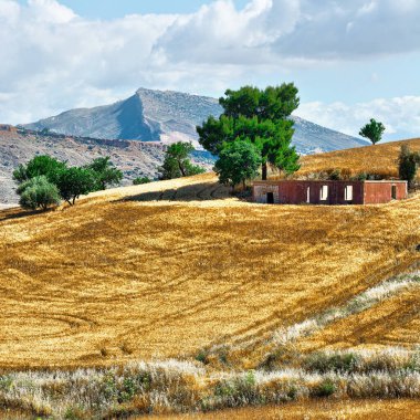 Sicilya tepelerindeki buğday tarlaları