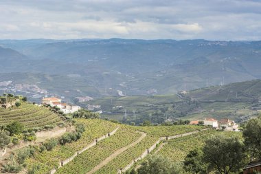 Portekiz 'in Douro Nehri bölgesinin üzüm bağları. Portekiz köyünde hayvanat bahçesi.