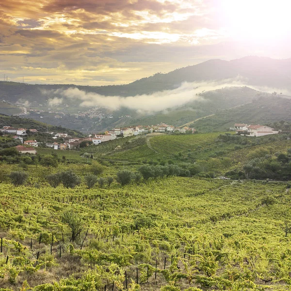 Vineyards of the River Douro region in Portugal. Viticulture in the Portuguese village. Gorgeous misty sunrise over beautiful green vines