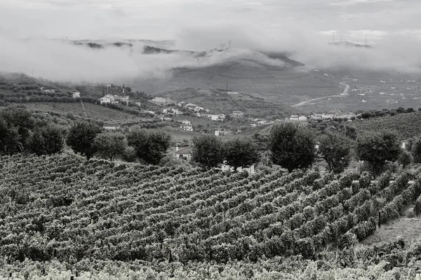 ポルトガルのドゥオーロ川地域のブドウ畑 ポルトガルの村のブドウ栽培 白黒写真 — ストック写真
