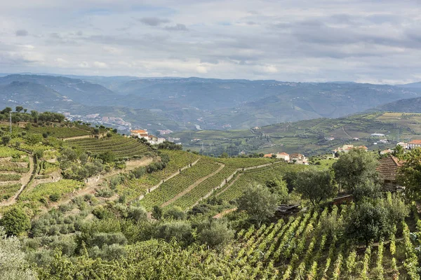 Vineyards of the River Douro region in Portugal. Viticulture in the Portuguese village