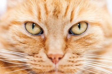 eski kırmızı kedi 