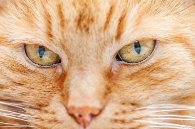 eski kırmızı kedi 