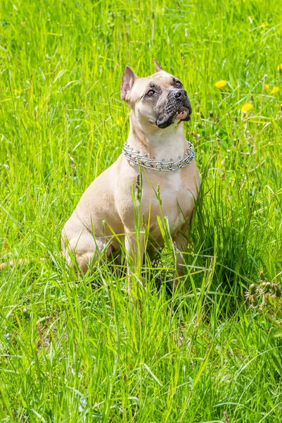 Staffordshire Bull Terrier — Stock fotografie