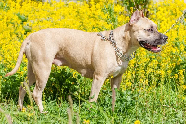 Τεριέ Staffordshire bull — Φωτογραφία Αρχείου