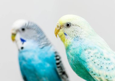 two budgerigars couple clipart