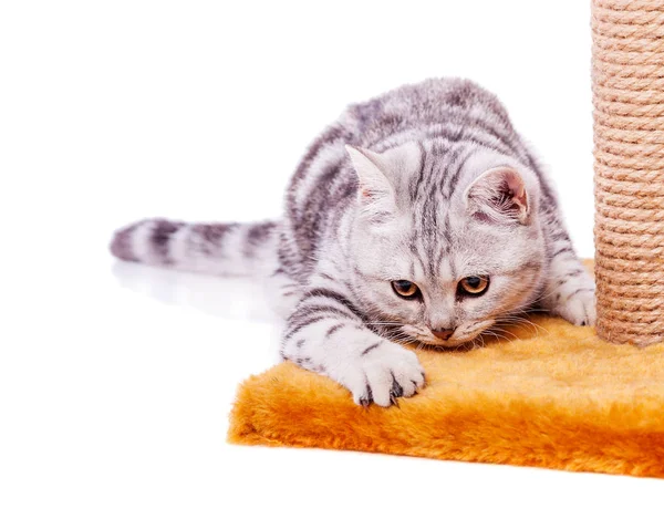 British Grey cat — Stock Photo, Image