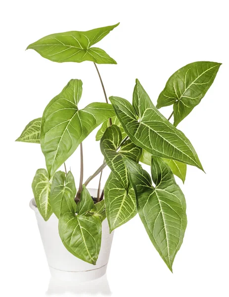 Syngonium 植物生长 — 图库照片