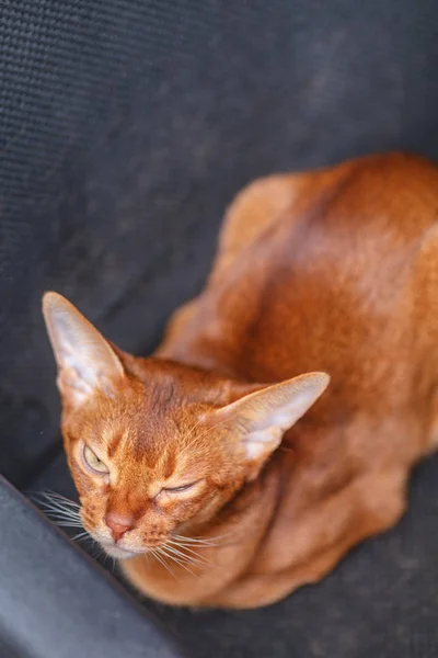 Ruhige Abessinische Katze Sauerampfer Färbung Sitzt Auf Schwarzem Stuhl Und — Stockfoto