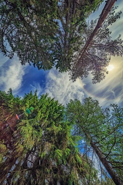 Canopée Grands Pins Branches Supérieures Bois Forêt Vue Basse Angle — Photo