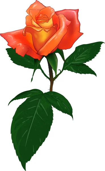 Color vector rose — Stock Vector