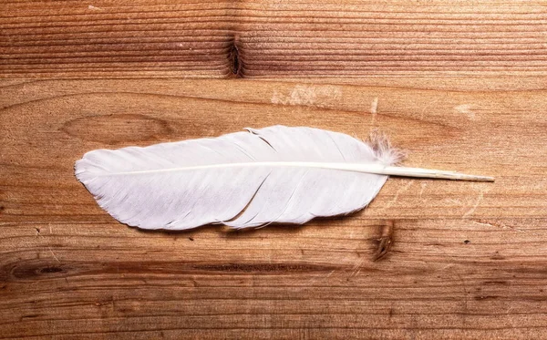 White feather wooden — Stock Photo, Image