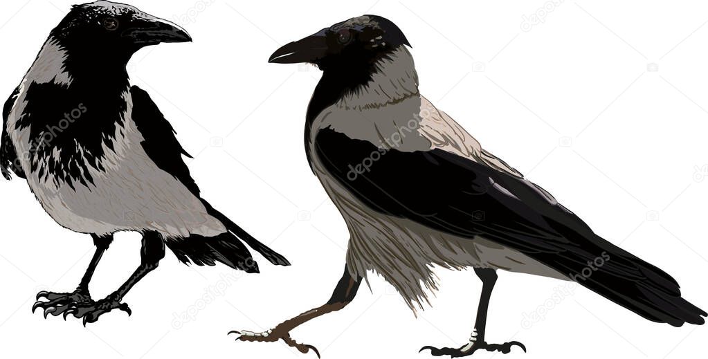 two dark ravens