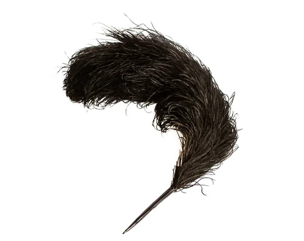 큰 타조의 깃털 — 스톡 사진