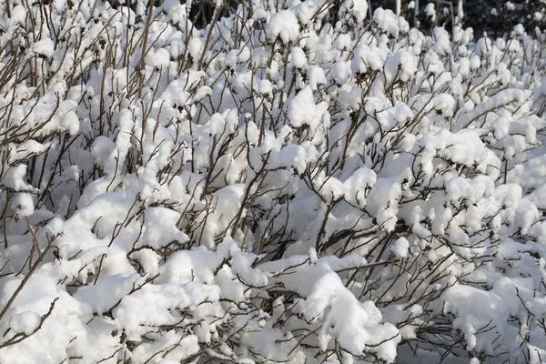 Bush covered with snow — Stock Photo, Image