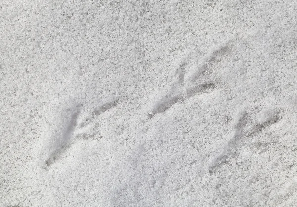 Vogelvoetafdrukken op de sneeuw — Stockfoto