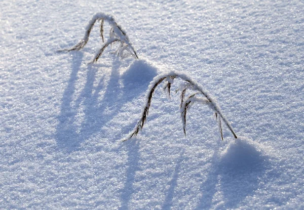 Gras in de sneeuw — Stockfoto
