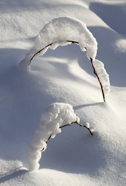 Branch in de sneeuw — Stockfoto