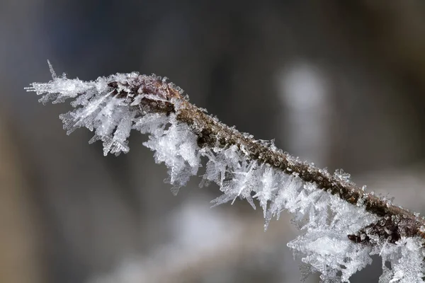 Twig covered with hoarfrost — Stock Photo, Image