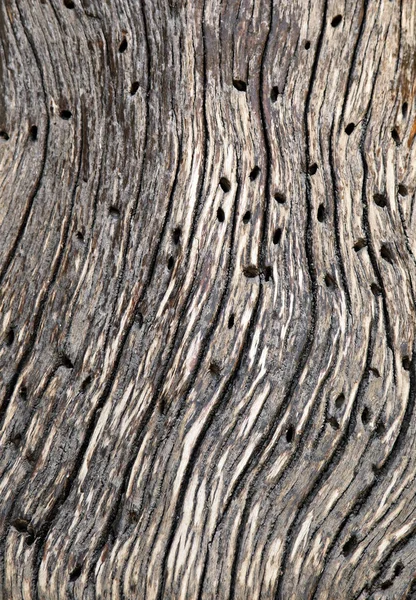 Abstract cracked wood — Stock Photo, Image