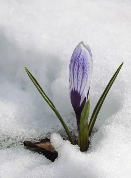 Crocus květina ve sněhu — Stock fotografie