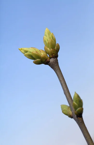 Boom van de lente ontluikt — Stockfoto