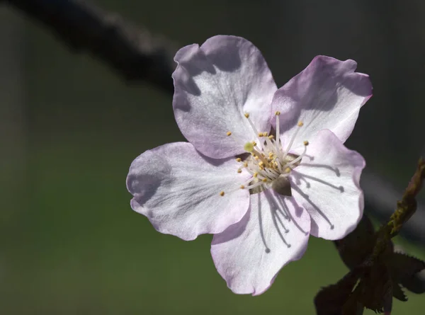 Sakura flor, close-up — Fotografia de Stock