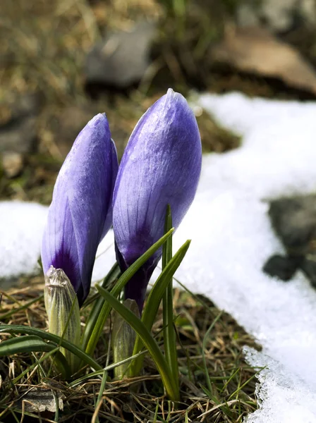 Crocus fleur dans la neige — Photo