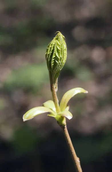 Brotes de árboles de primavera — Foto de Stock