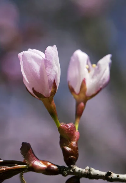 Sakura çiçekler, yakın çekim — Stok fotoğraf