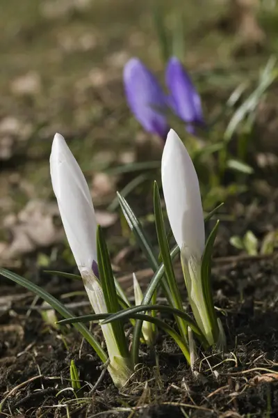 Bahar bitkisi çiçeği.