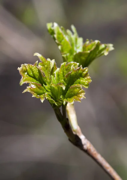 Färska vårblad — Stockfoto