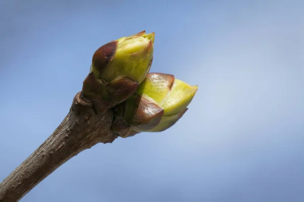 Brotes de árboles de primavera — Foto de Stock