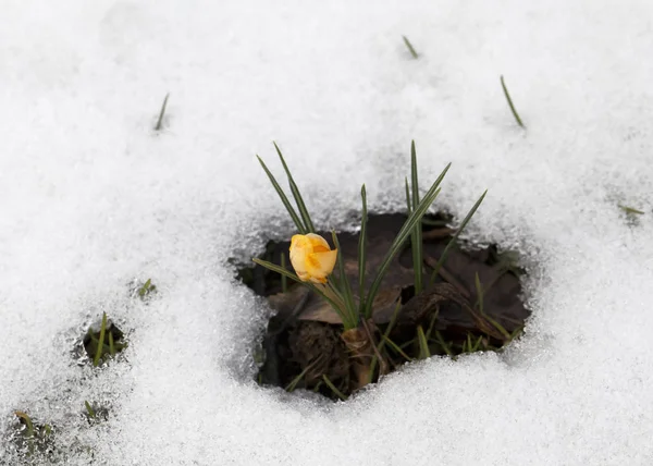 Crocus květina ve sněhu — Stock fotografie