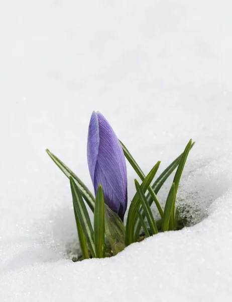 Fleur crocu dans la neige — Stockfoto