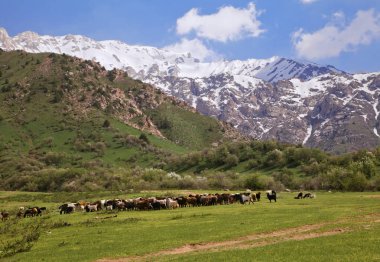 Çimgan dağlar, Özbekistan