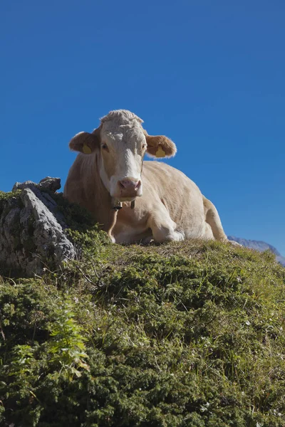 Vaca en un pasto de montaña — Foto de Stock