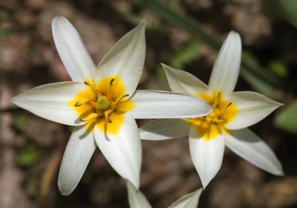 Tulipani selvatici bianchi — Foto Stock