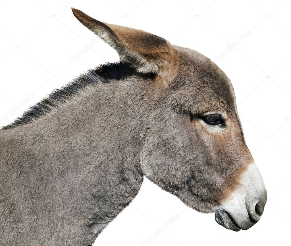 Donkey isolated on white background