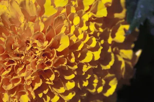 Marigold λουλούδι, macro — Φωτογραφία Αρχείου