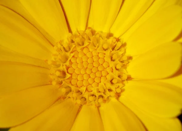 Κίτρινο λουλούδι, μακροεντολή — Φωτογραφία Αρχείου